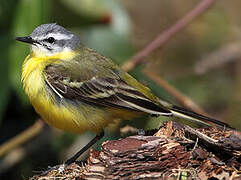 Western Yellow Wagtail