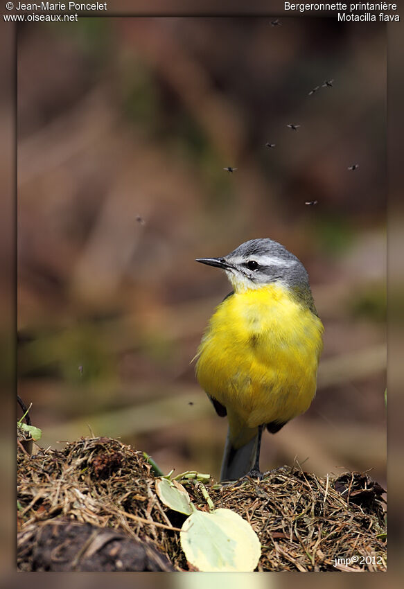 Western Yellow Wagtail