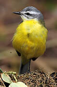 Western Yellow Wagtail