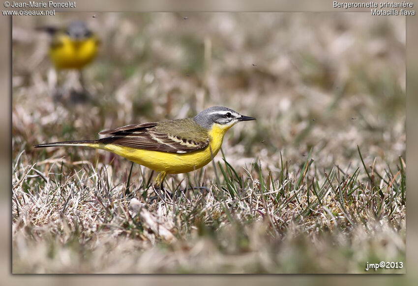 Western Yellow Wagtail