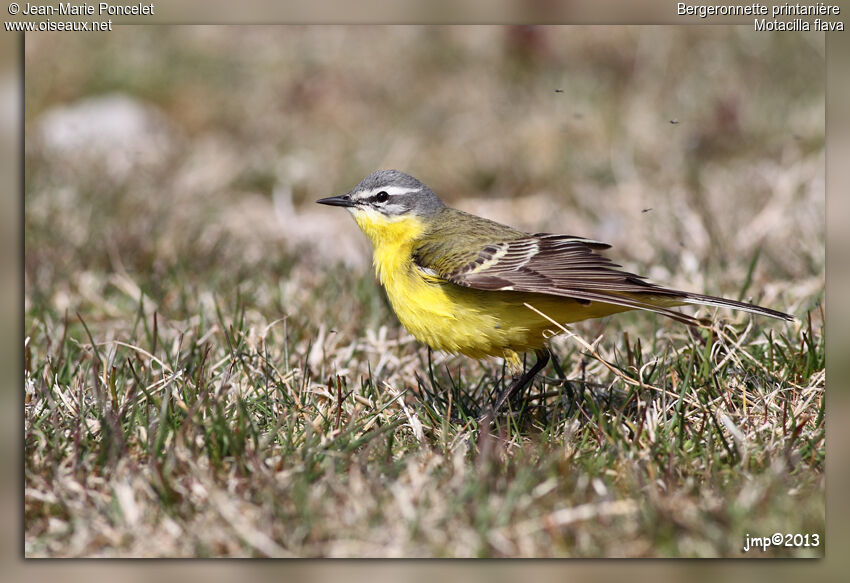 Western Yellow Wagtail