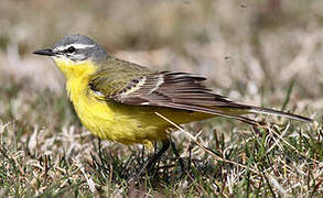 Western Yellow Wagtail