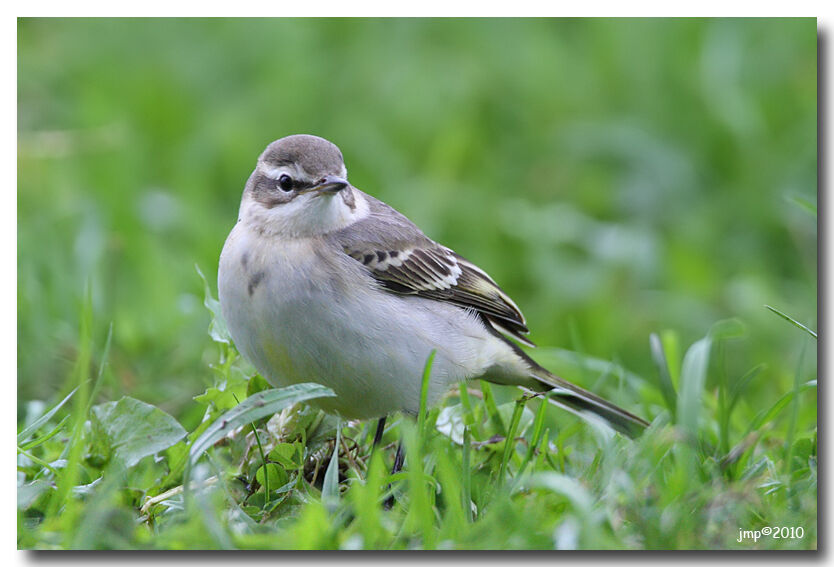 Western Yellow Wagtail