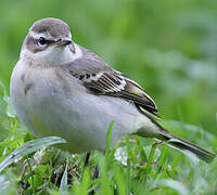 Western Yellow Wagtail