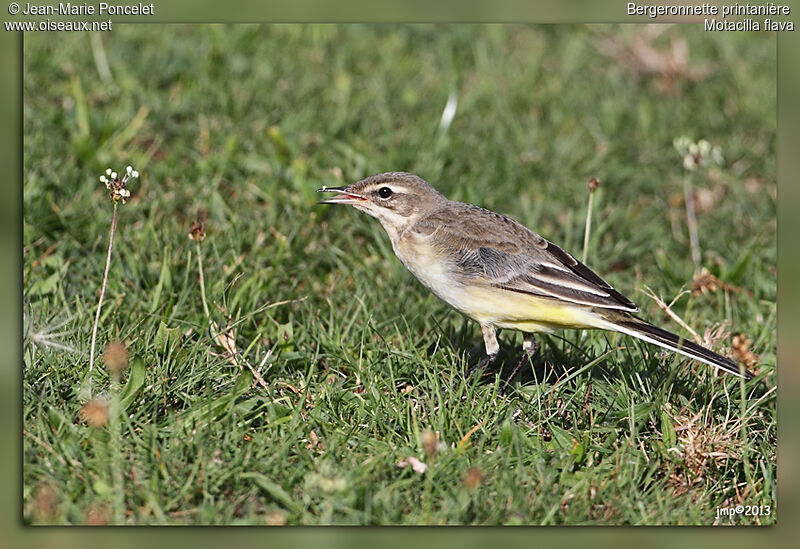 Western Yellow Wagtail