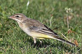 Western Yellow Wagtail