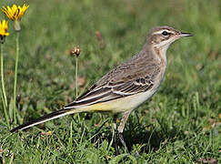 Western Yellow Wagtail