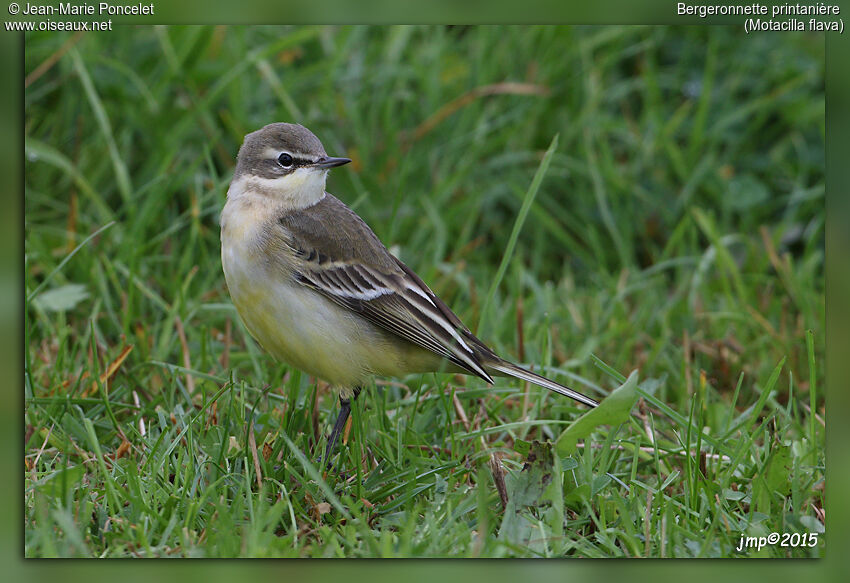 Western Yellow Wagtail