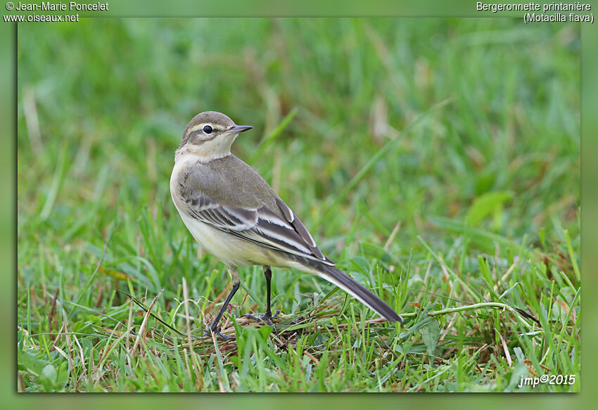 Western Yellow Wagtail