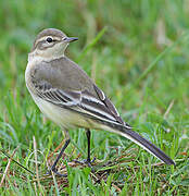 Western Yellow Wagtail