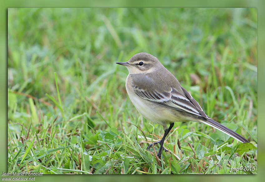 Bergeronnette printanière1ère année, identification