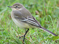 Western Yellow Wagtail