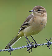 Western Yellow Wagtail