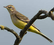 Western Yellow Wagtail