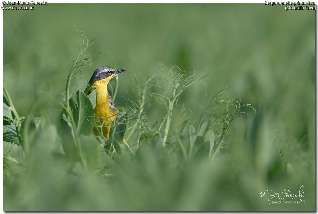 Western Yellow Wagtail