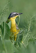 Western Yellow Wagtail