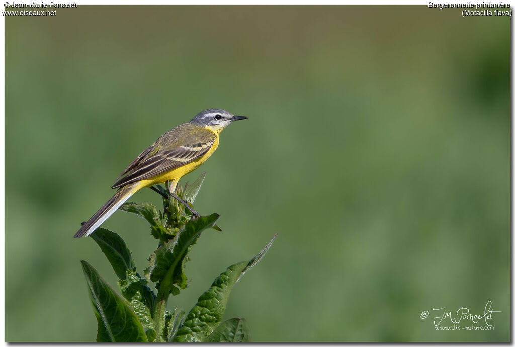 Western Yellow Wagtail male