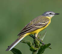 Western Yellow Wagtail