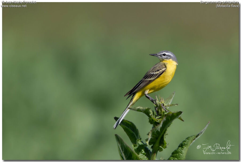 Western Yellow Wagtail