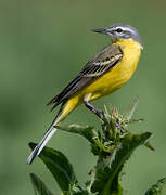 Western Yellow Wagtail