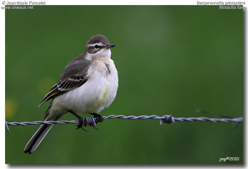 Western Yellow Wagtail