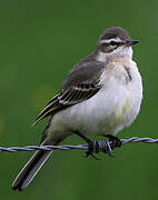 Western Yellow Wagtail