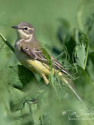 Western Yellow Wagtail