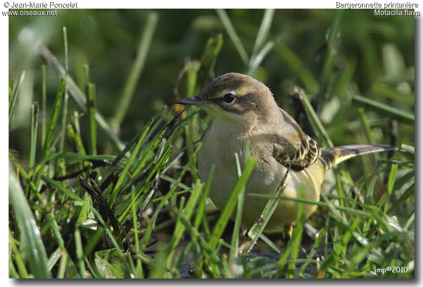 Western Yellow Wagtail