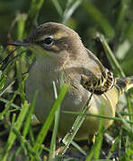 Western Yellow Wagtail