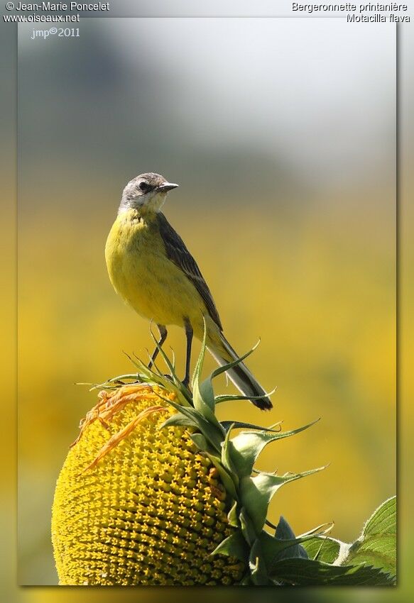 Western Yellow Wagtail