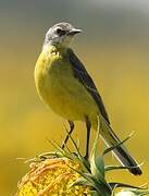 Western Yellow Wagtail