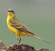 Western Yellow Wagtail