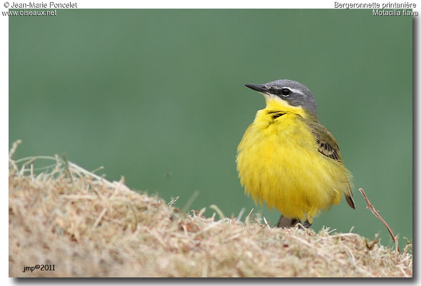 Western Yellow Wagtail