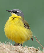 Western Yellow Wagtail