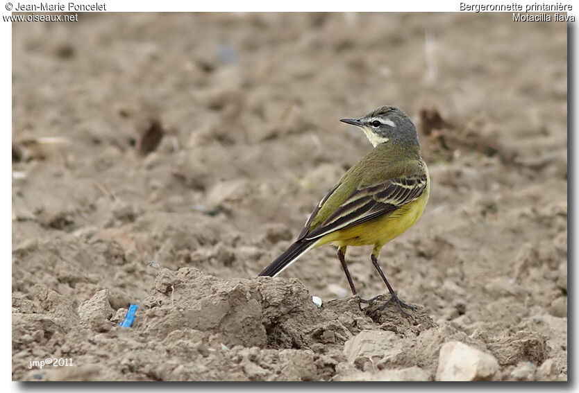 Western Yellow Wagtail