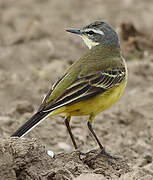 Western Yellow Wagtail