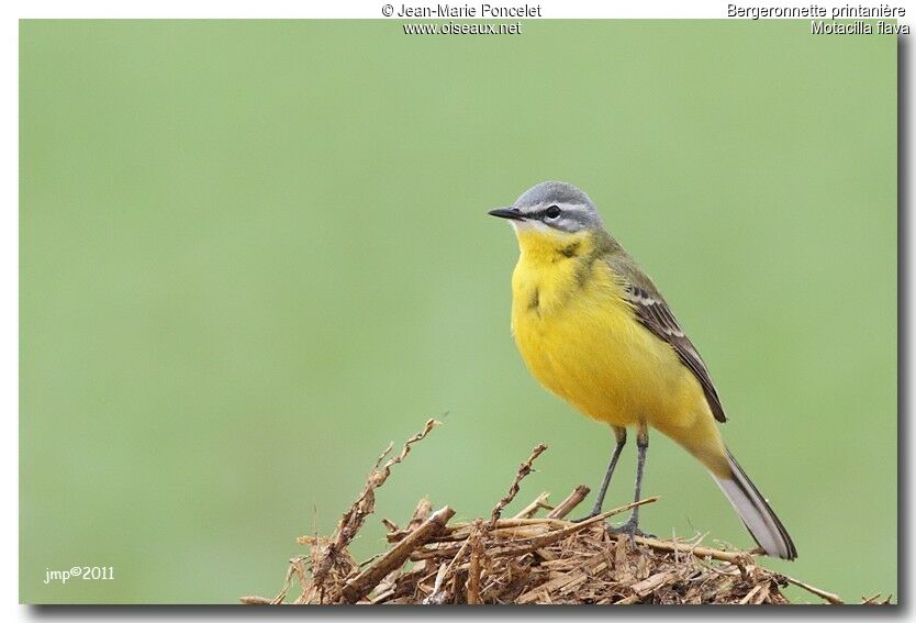 Western Yellow Wagtail