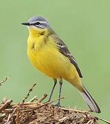 Western Yellow Wagtail