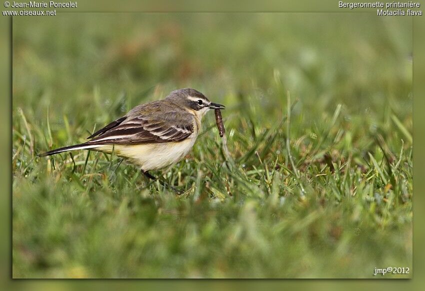 Western Yellow Wagtail