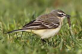 Western Yellow Wagtail