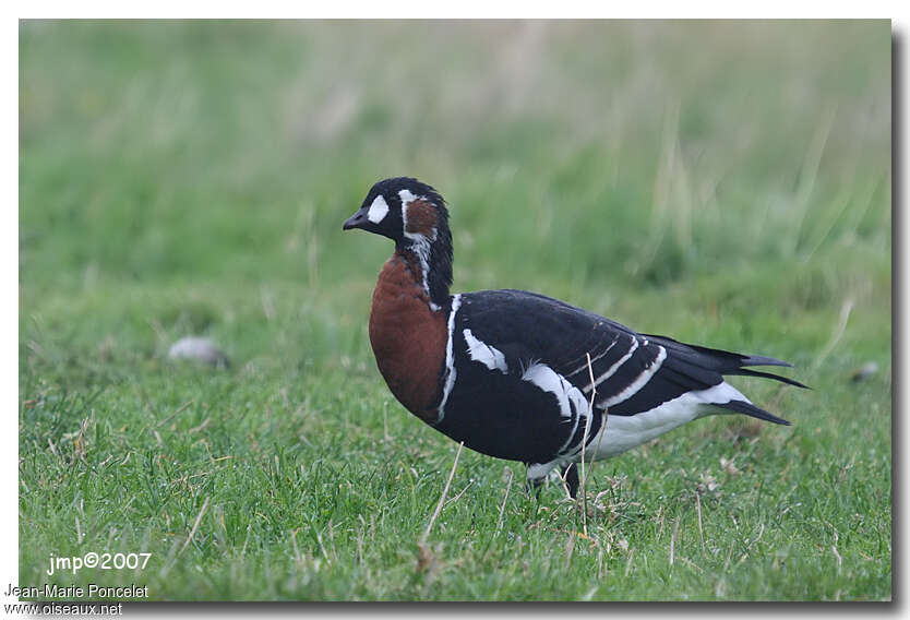 Red-breasted Gooseadult post breeding, identification