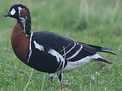 Red-breasted Goose