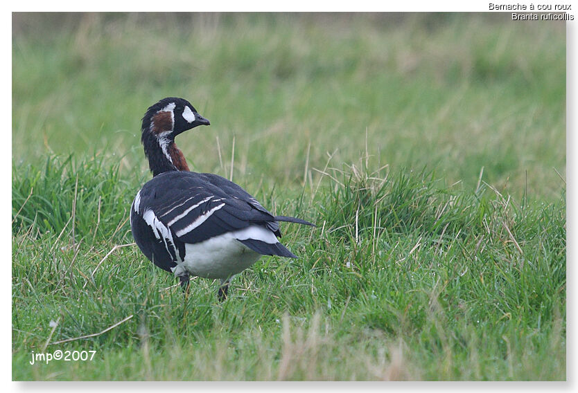 Red-breasted Goose