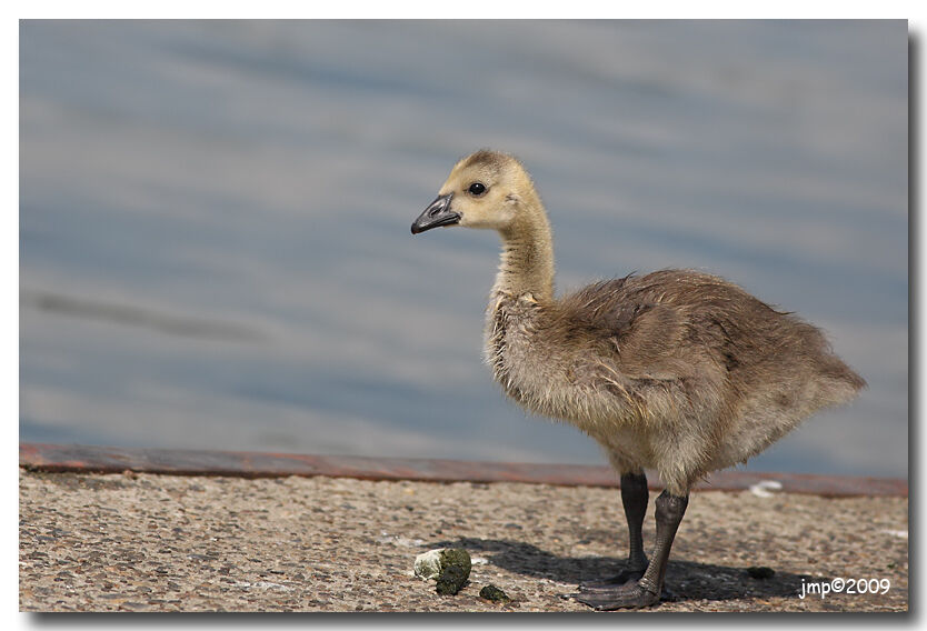 Canada Goose