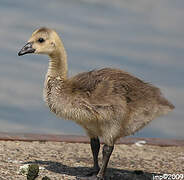 Canada Goose