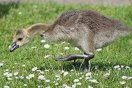 Canada Goose