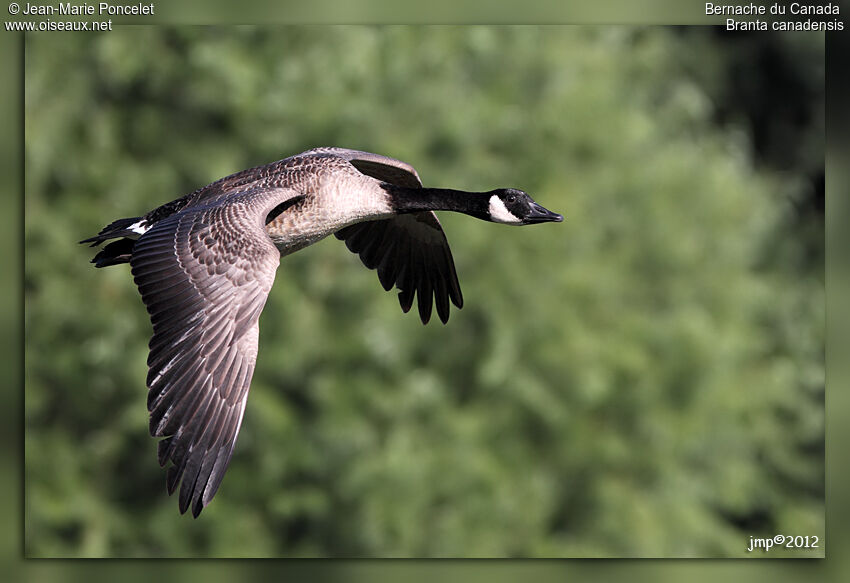 Canada Goose