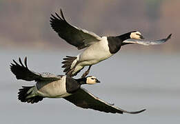 Barnacle Goose