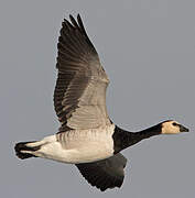 Barnacle Goose