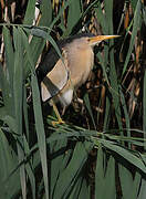 Little Bittern